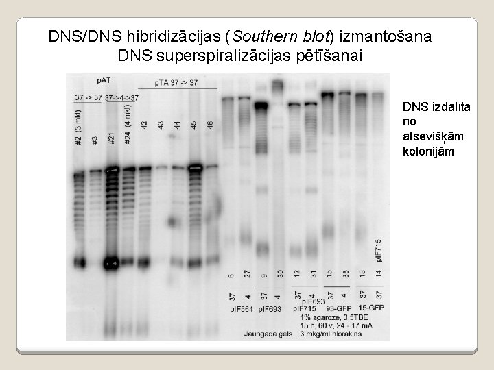 DNS/DNS hibridizācijas (Southern blot) izmantošana DNS superspiralizācijas pētīšanai DNS izdalīta no atsevišķām kolonijām 
