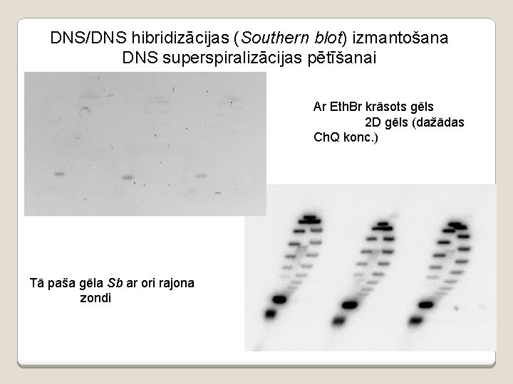 DNS/DNS hibridizācijas (Southern blot) izmantošana DNS superspiralizācijas pētīšanai Ar Eth. Br krāsots gēls 2