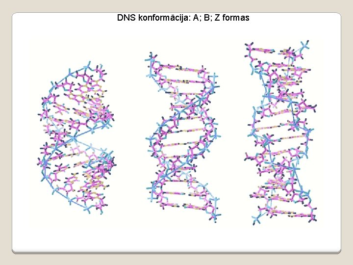 DNS konformācija: A; B; Z formas 