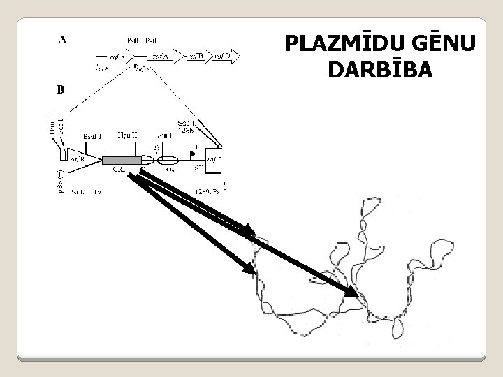 PLAZMĪDU GĒNU DARBĪBA 