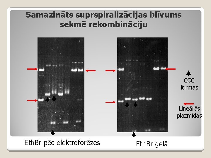 Samazināts suprspiralizācijas blīvums sekmē rekombināciju CCC formas Lineārās plazmīdas Eth. Br pēc elektroforēzes Eth.