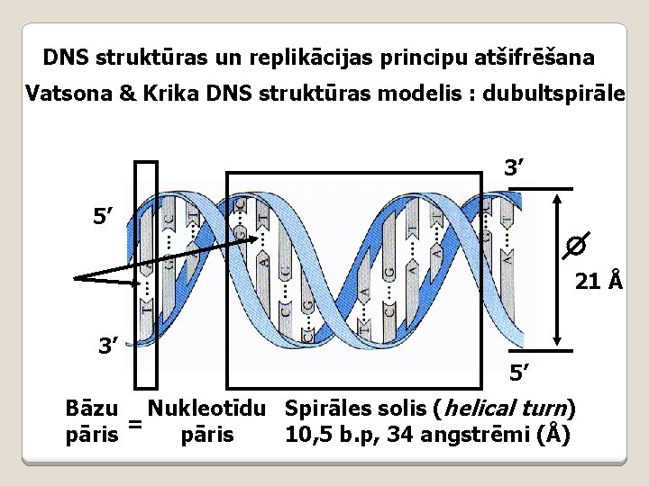DNS struktūras un replikācijas principu atšifrēšana Vatsona & Krika DNS struktūras modelis : dubultspirāle