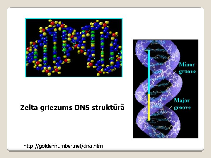 Zelta griezums DNS struktūrā http: //goldennumber. net/dna. htm 