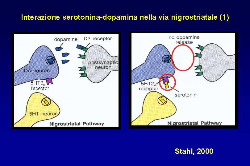 Interazione serotonina-dopamina nella via nigrostriatale (1) 5 HT 2 A receptor Stahl, 2000 