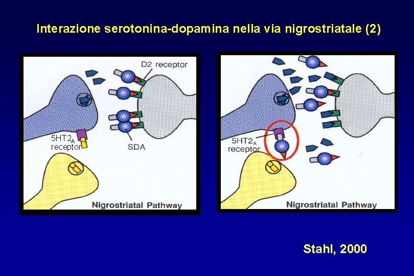 Interazione serotonina-dopamina nella via nigrostriatale (2) 5 HT 2 A receptor Stahl, 2000 