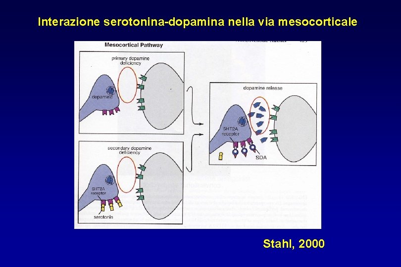 Interazione serotonina-dopamina nella via mesocorticale Stahl, 2000 