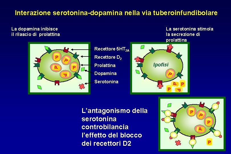 Interazione serotonina-dopamina nella via tuberoinfundibolare La dopamina inibisce il rilascio di prolattina La serotonina