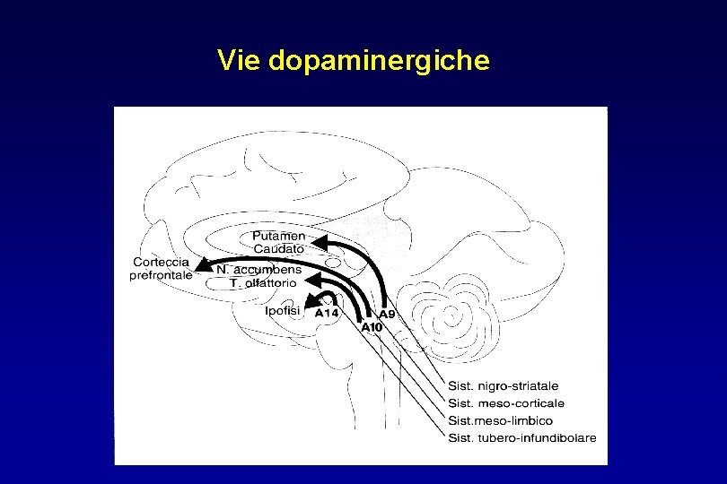 Vie dopaminergiche 