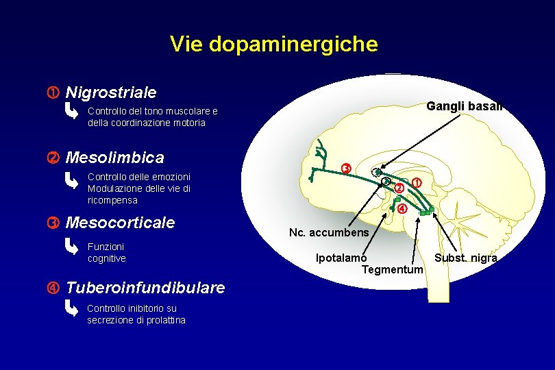 Vie dopaminergiche Nigrostriale Controllo del tono muscolare e della coordinazione motoria Mesolimbica Controllo delle