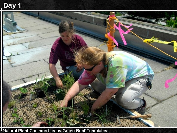 Day 1 Natural Plant Communities as Green Roof Templates 