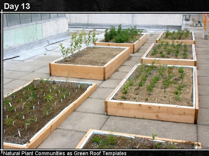 Day 13 Natural Plant Communities as Green Roof Templates 