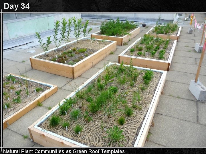 Day 34 Natural Plant Communities as Green Roof Templates 