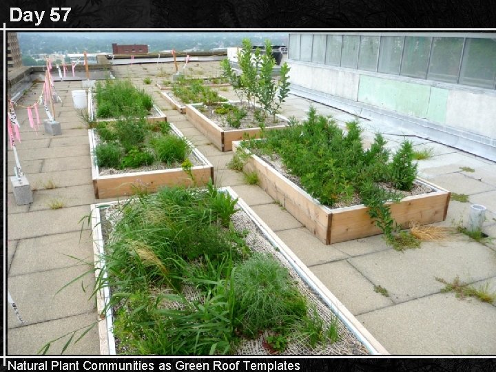 Day 57 Natural Plant Communities as Green Roof Templates 