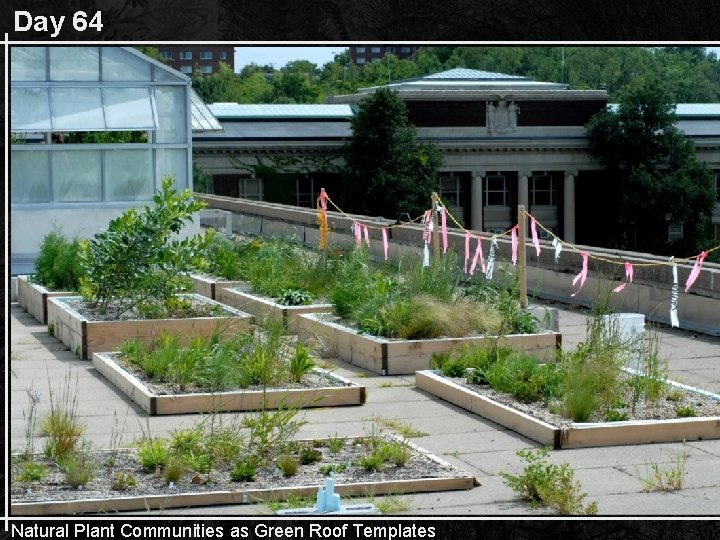 Day 64 Natural Plant Communities as Green Roof Templates 