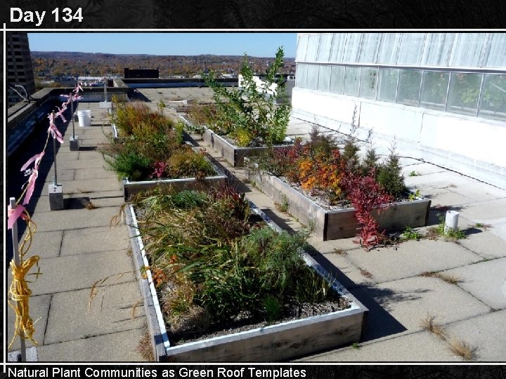 Day 134 Natural Plant Communities as Green Roof Templates 