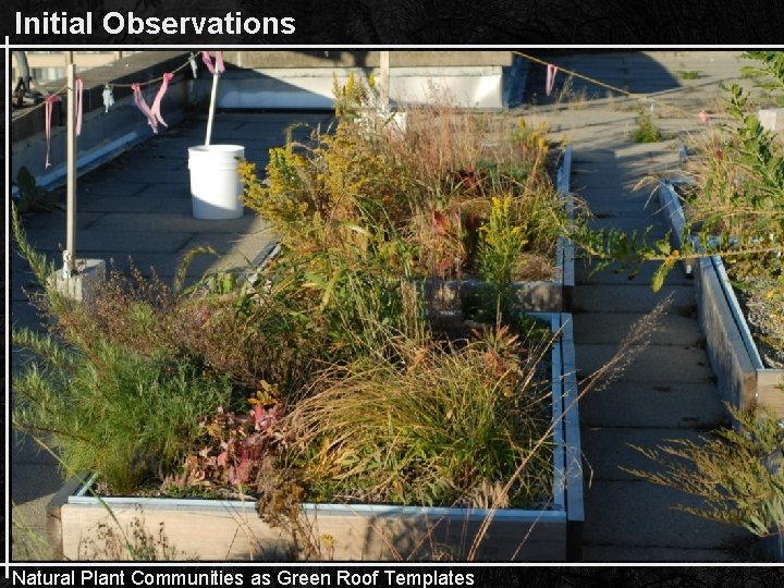 Initial Observations Natural Plant Communities as Green Roof Templates 