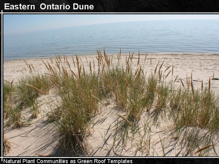 Eastern Ontario Dune Natural Plant Communities as Green Roof Templates 