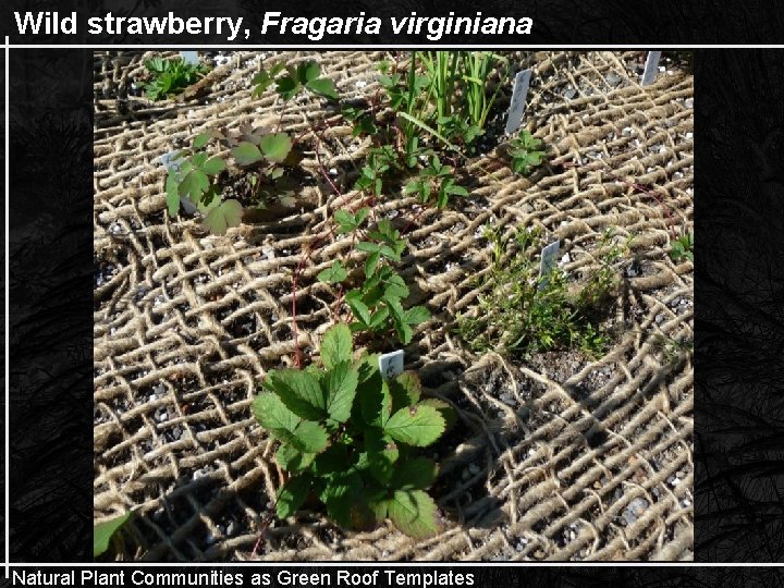 Wild strawberry, Fragaria virginiana Natural Plant Communities as Green Roof Templates 