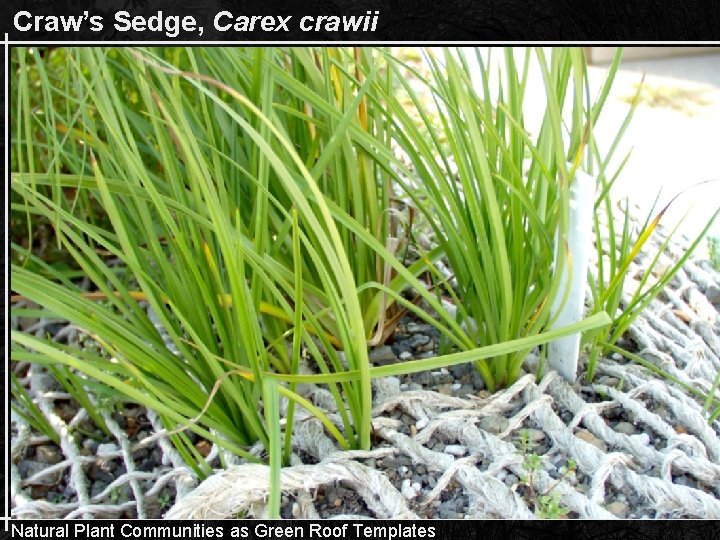 Craw’s Sedge, Carex crawii Natural Plant Communities as Green Roof Templates 