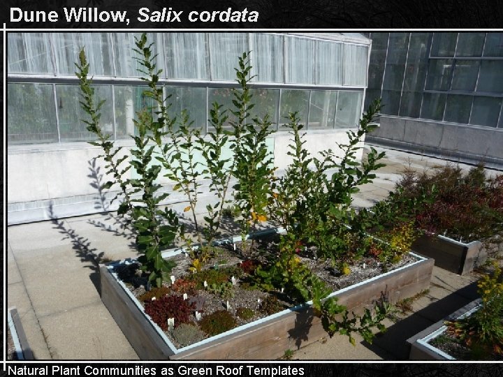 Dune Willow, Salix cordata Natural Plant Communities as Green Roof Templates 