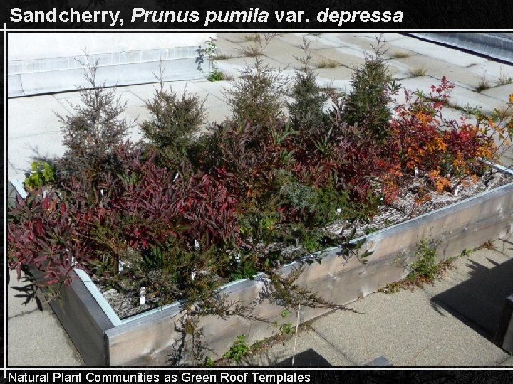 Sandcherry, Prunus pumila var. depressa Natural Plant Communities as Green Roof Templates 