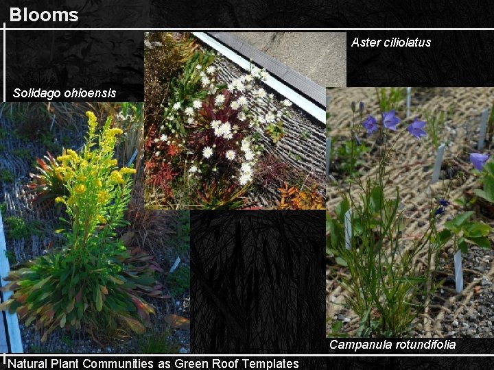 Blooms Aster ciliolatus Solidago ohioensis Campanula rotundifolia Natural Plant Communities as Green Roof Templates