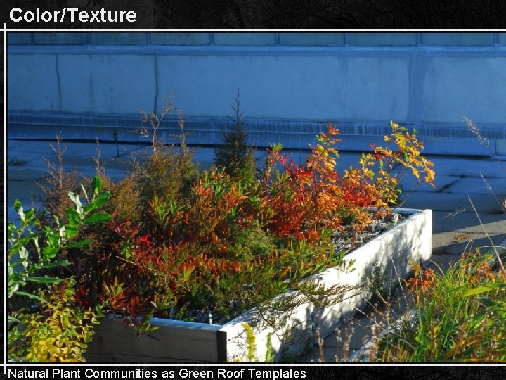 Color/Texture Natural Plant Communities as Green Roof Templates 