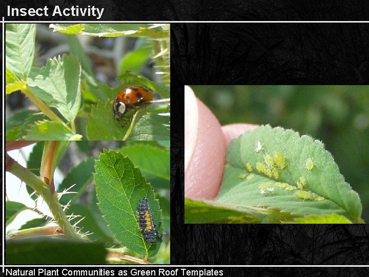 Insect Activity Natural Plant Communities as Green Roof Templates 