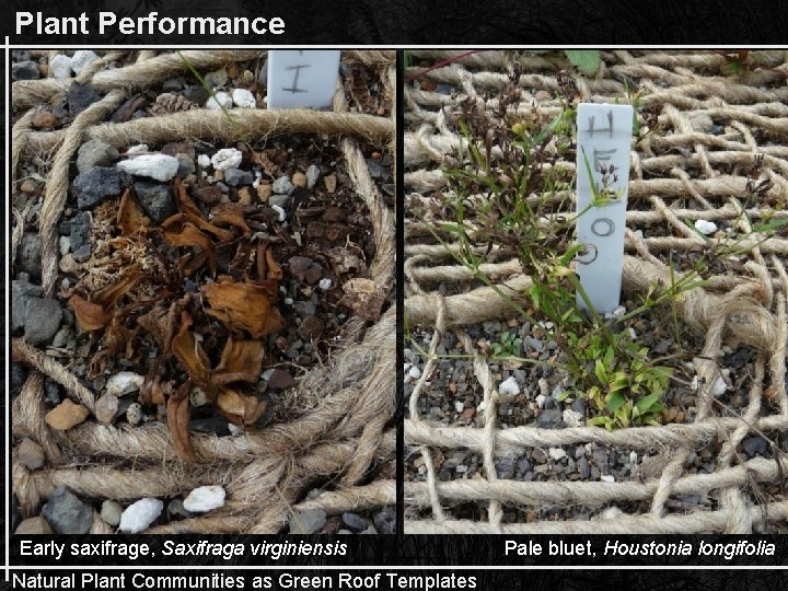 Plant Performance Early saxifrage, Saxifraga virginiensis Natural Plant Communities as Green Roof Templates Pale