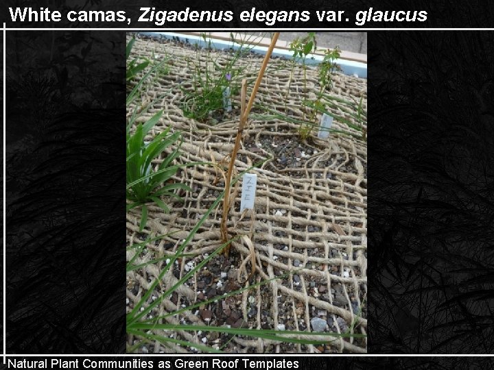 White camas, Zigadenus elegans var. glaucus Natural Plant Communities as Green Roof Templates 