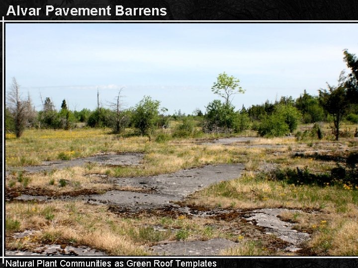 Alvar Pavement Barrens Natural Plant Communities as Green Roof Templates 