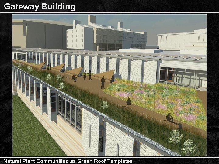 Gateway Building Natural Plant Communities as Green Roof Templates 