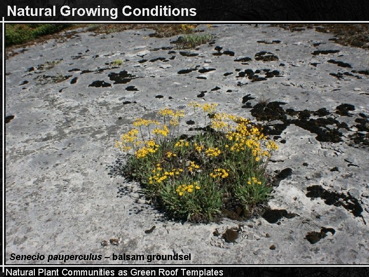 Natural Growing Conditions Senecio pauperculus – balsam groundsel Natural Plant Communities as Green Roof