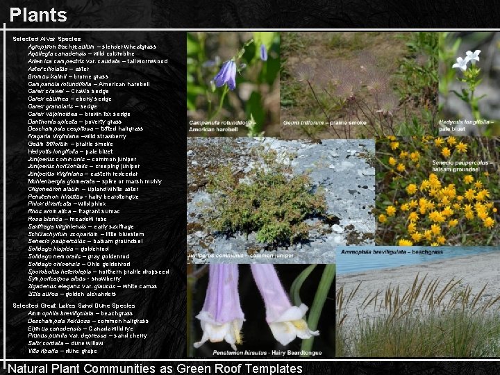 Plants Selected Alvar Species Agropyron trachycaulum – slender wheatgrass Aquilegia canadensis – wild columbine