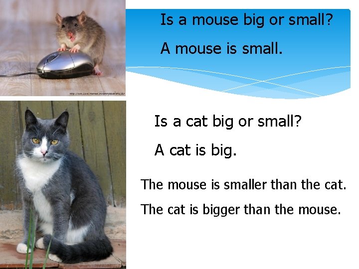 Is a mouse big or small? A mouse is small. Is a cat big