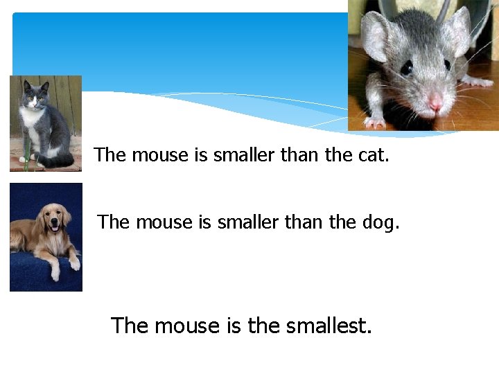 The mouse is smaller than the cat. The mouse is smaller than the dog.