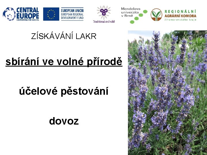 ZÍSKÁVÁNÍ LAKR sbírání ve volné přírodě účelové pěstování dovoz 