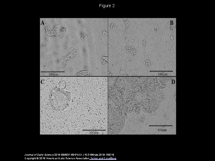 Figure 2 Journal of Dairy Science 2016 996937 -6947 DOI: (10. 3168/jds. 2016 -10974)