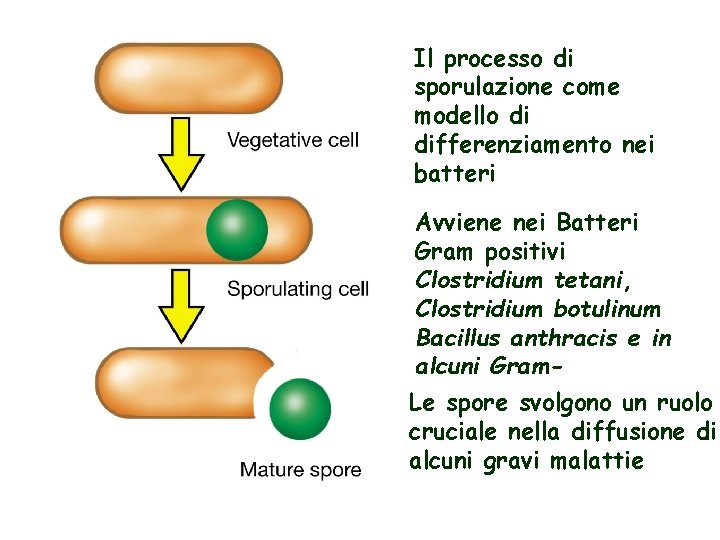 Il processo di sporulazione come modello di differenziamento nei batteri Avviene nei Batteri Gram
