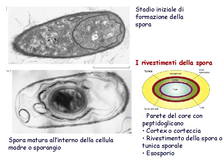 Stadio iniziale di formazione della spora I rivestimenti della spora Tunica Spora matura all’interno