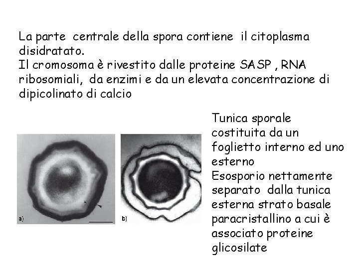 La parte centrale della spora contiene il citoplasma disidratato. Il cromosoma è rivestito dalle