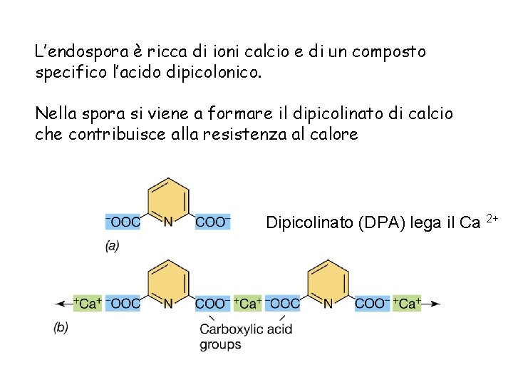 L’endospora è ricca di ioni calcio e di un composto specifico l’acido dipicolonico. Nella