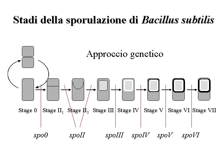 Stadi della sporulazione di Bacillus subtilis Approccio genetico Stage 0 Stage II 1 Stage