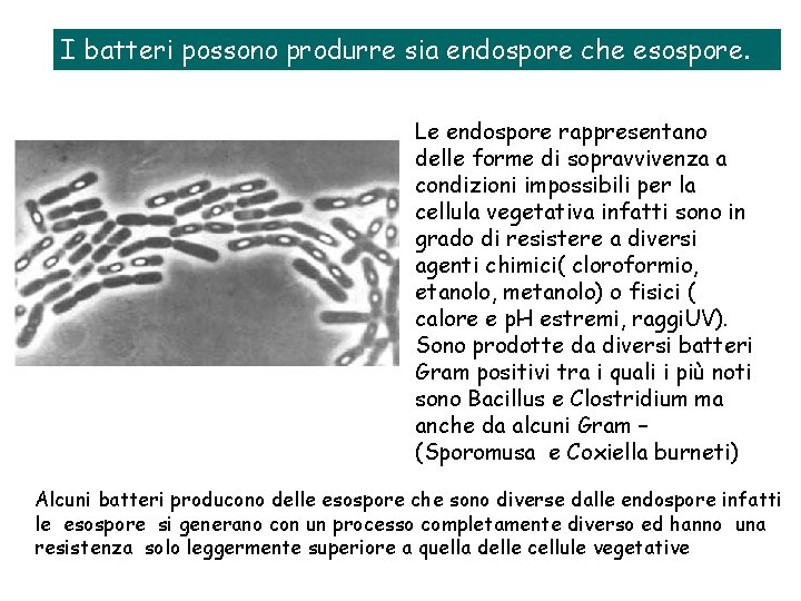 I batteri possono produrre sia endospore che esospore. Le endospore rappresentano delle forme di