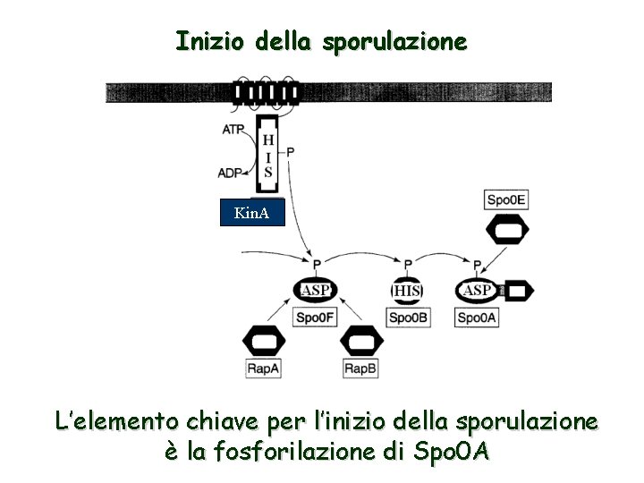 Inizio della sporulazione Kin. A L’elemento chiave per l’inizio della sporulazione è la fosforilazione