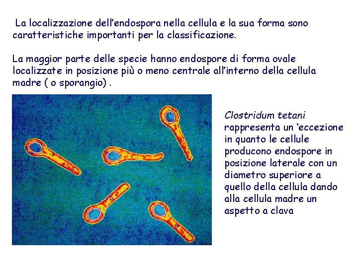 La localizzazione dell’endospora nella cellula e la sua forma sono caratteristiche importanti per la