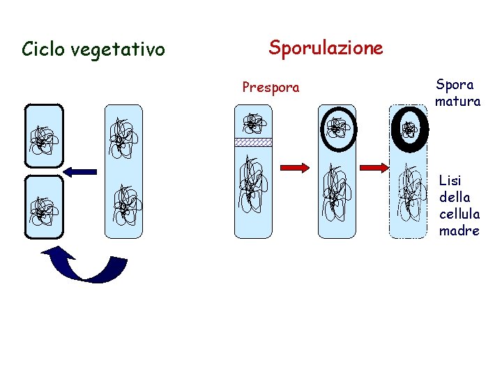 Ciclo vegetativo Sporulazione Prespora Spora matura Lisi della cellula madre 