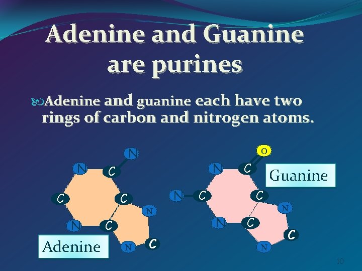 Adenine and Guanine are purines Adenine and guanine each have two rings of carbon