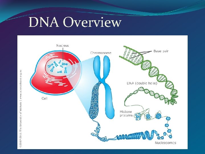 DNA Overview 