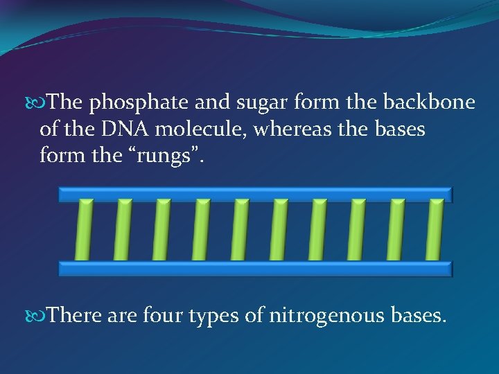  The phosphate and sugar form the backbone of the DNA molecule, whereas the